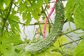Okinawa (Miyako-jima), fino, comprido e cheio de espinhozinhos