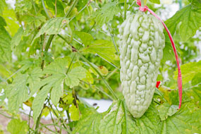 Taiwan - branco e meio triangular, espinhos arredondados