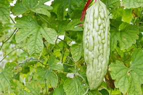 China - branco e grande, poucos espinhos arredondados