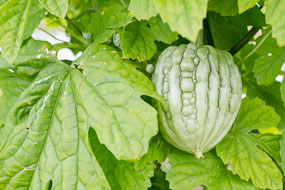 Tailândia - pequeno e redondo