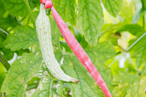 Tailândia - fino e pequeno, parece um quiabo