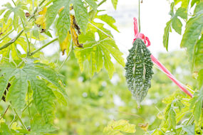 Tailândia - pequeno, quase dá pra fechar na mão