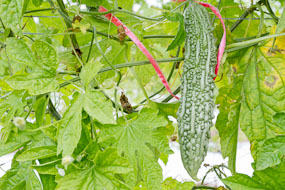 Okinawa (Yaese), o goyá com 