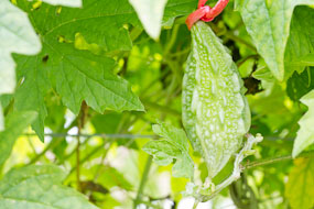 Tailândia - pequeno, parece uma bola de rugby (?)