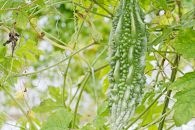 Tailândia - espinhos mais redondinhos