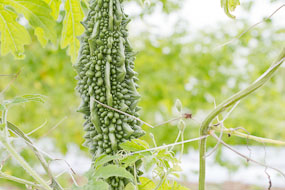 Tailândia - espinhoso, lembra um crocodilo (?)