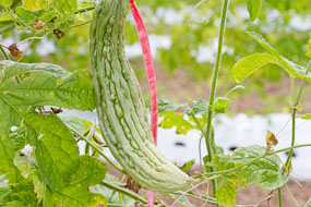 Tailândia - listrado: com espinho e sem espinho