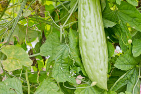 Tailândia - lisinho