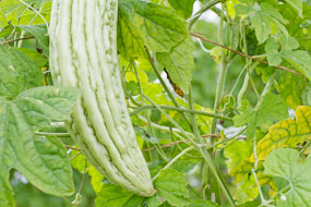 Tailêndia - branquinho e com poucos espinhos