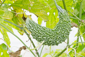 Okinawa (Itoman), levemente curvado e cheio de pequenos espinhos