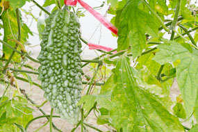 Okinawa (Tomigusuku), espinhos grandes e arredondados