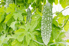 Okinawa (Tomigusuku)