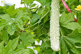 Okinawa - branco, fino e comprido