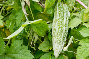 Okinawa - Criado no Research Center