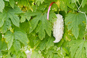 Taiwan - branco-branco