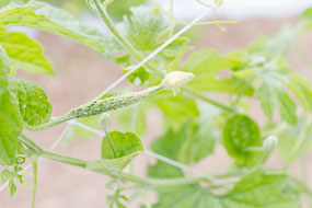 Taiwan - ainda um filhotinho