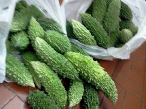 Brasil - tamanho médio, muitos espinhos, colhido do quintal da minha casa