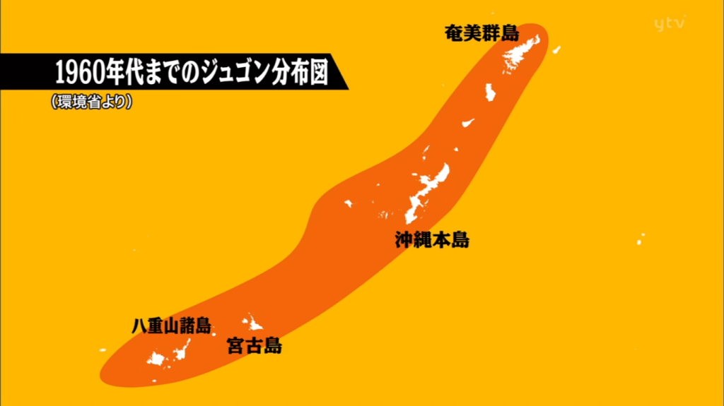 1960 - o dugongo habitava a região das ilhas Amami (norte), Okinawa (centro) e ilhas Yaeyama (sul). Atualmente, só há registros de dugongos na ilha principal de Okinawa.