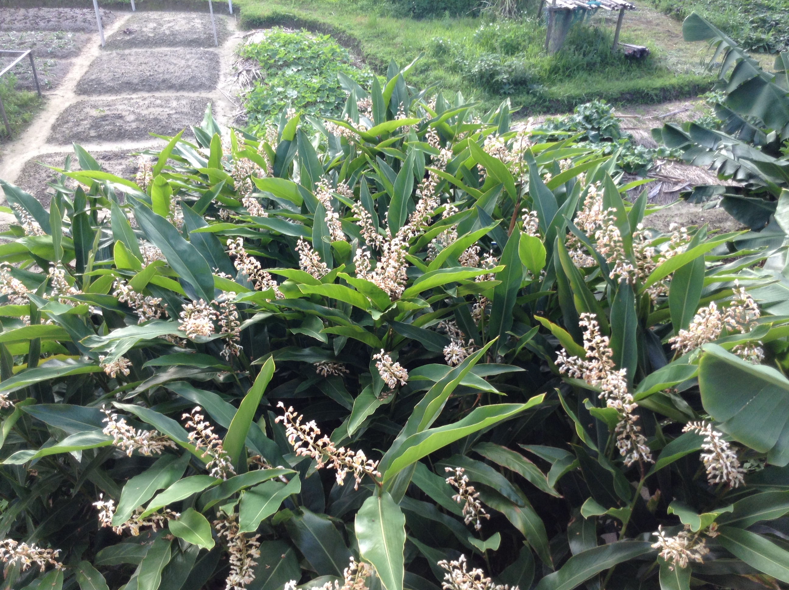 okinawa_muuchii_gettou