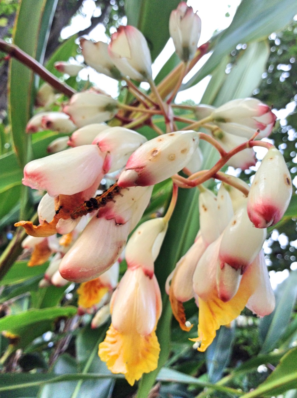 Gettō – a folha que dá cheiro e sabor ao mochi